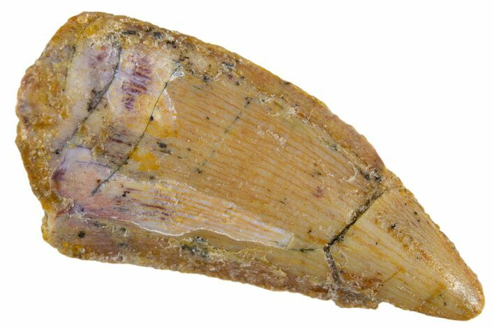 Bargain, Raptor Tooth - Real Dinosaur Tooth #305535